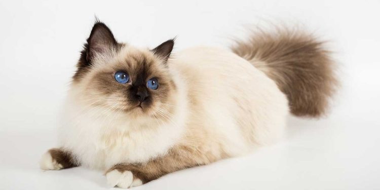 Cat Breeds With Blue Eyes