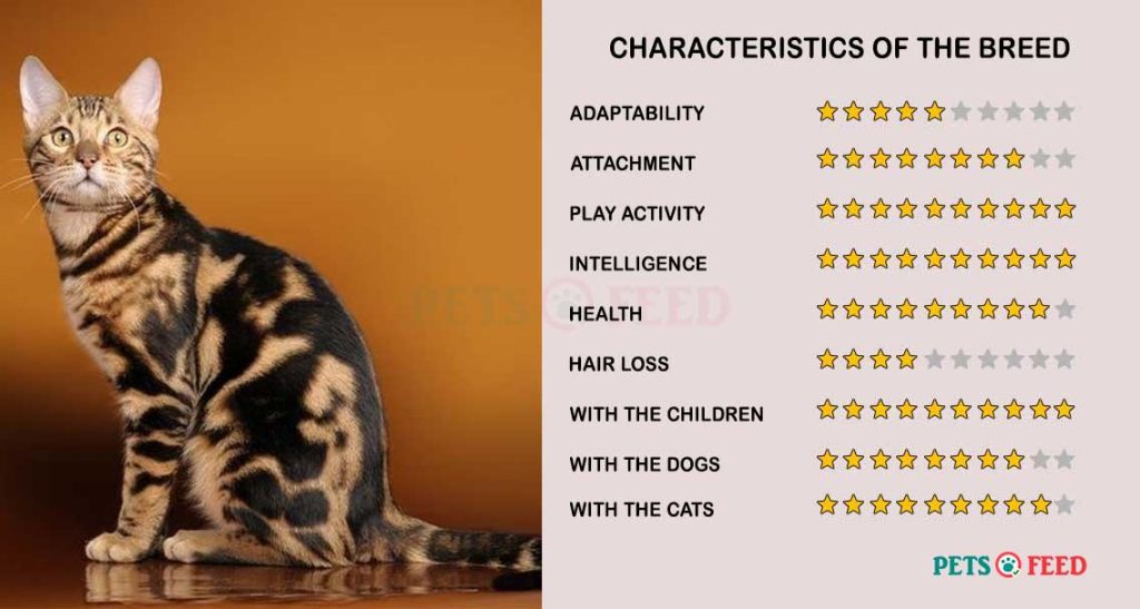 Cats-characteristics-Serengeti