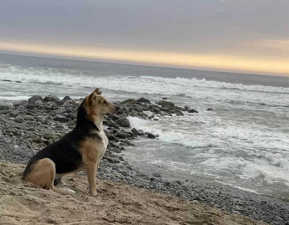 Dog visits the beach daily