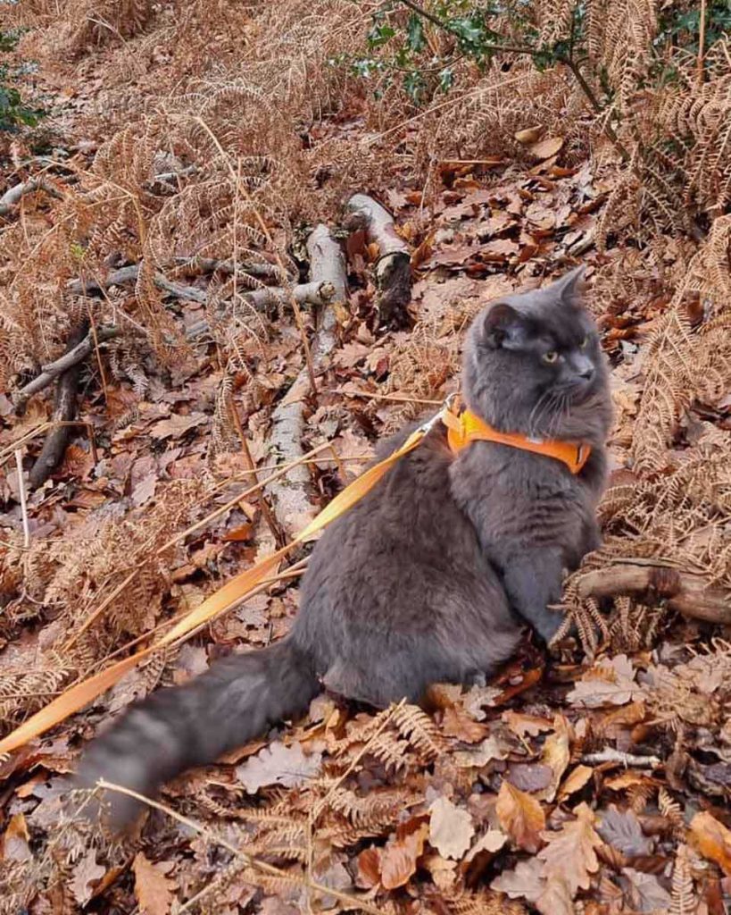 Kitten wears a harness in the woods