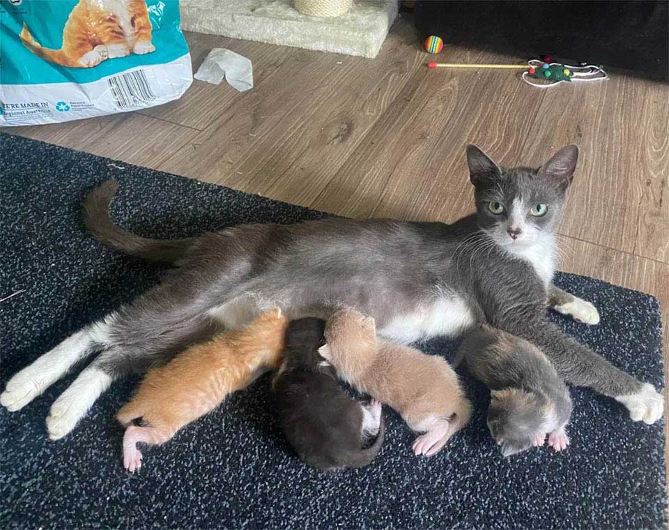 Loving cat welcomes baby kittens