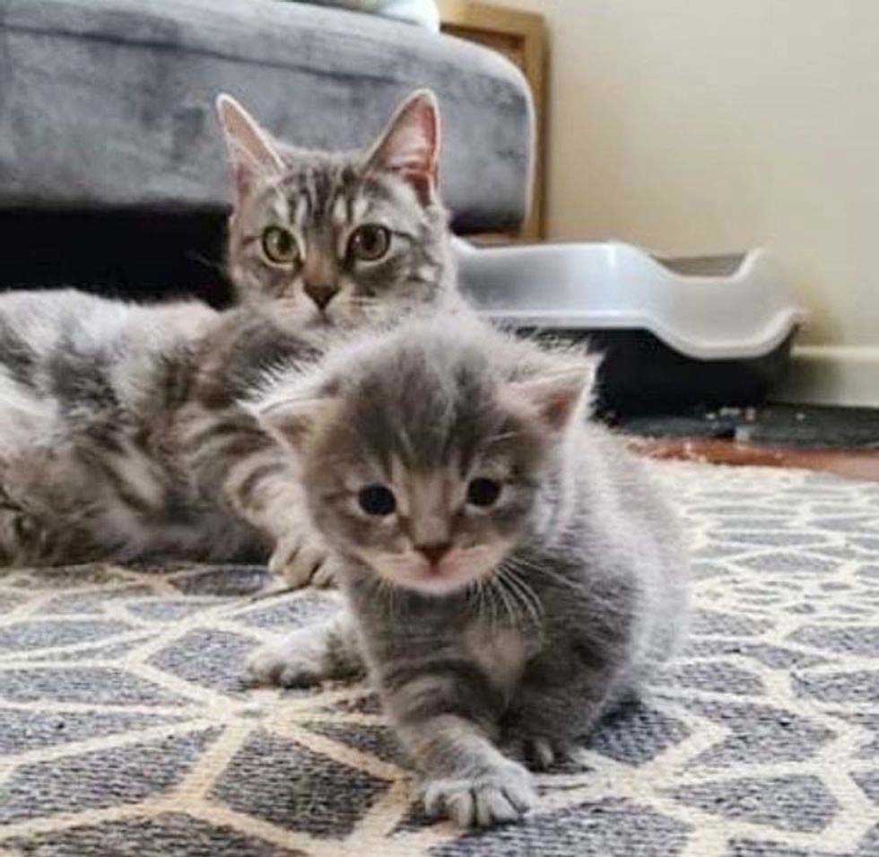 Mama cat and hers kitty