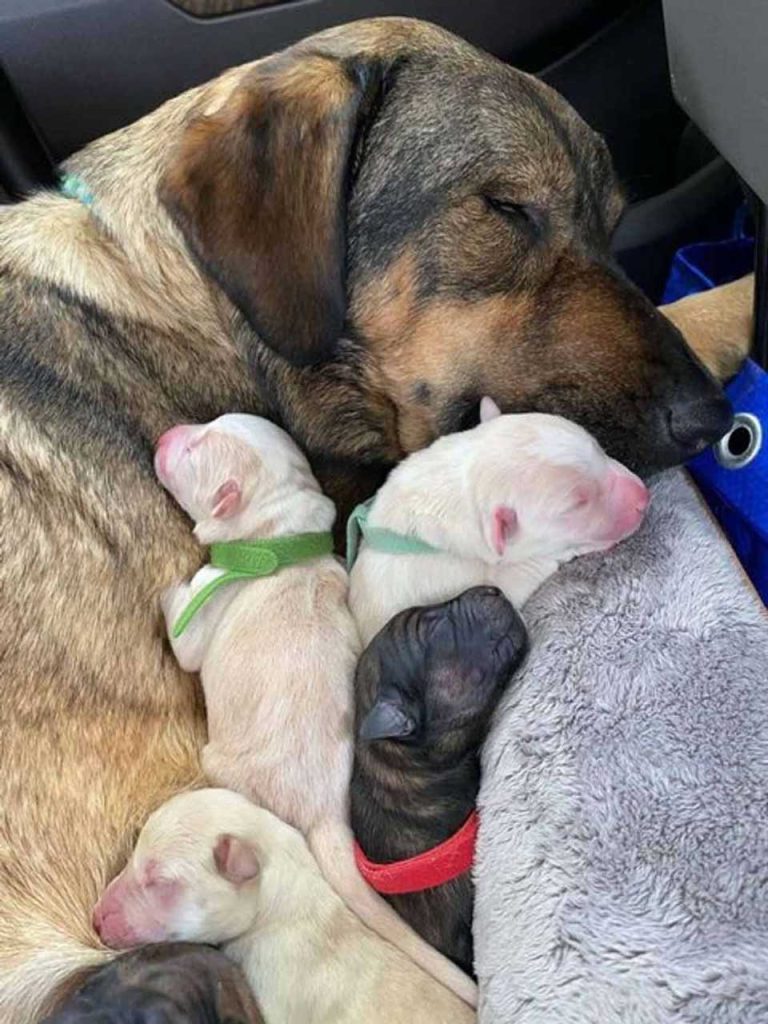 Mom and her puppies