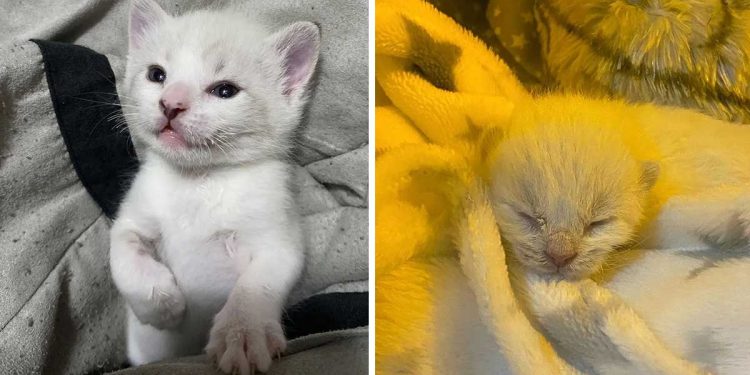 Newborn found kitty proves warrior