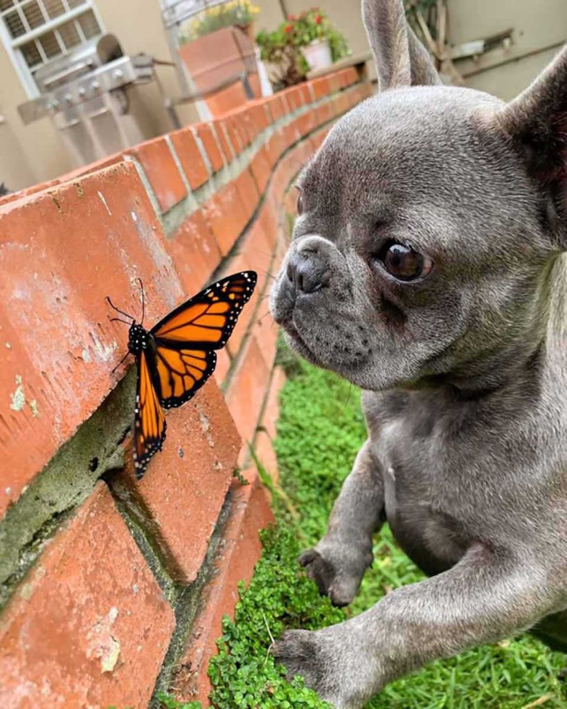 Puppy is friend of butterfly