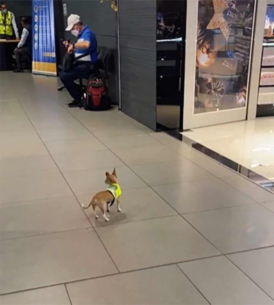 Smaller police puppy