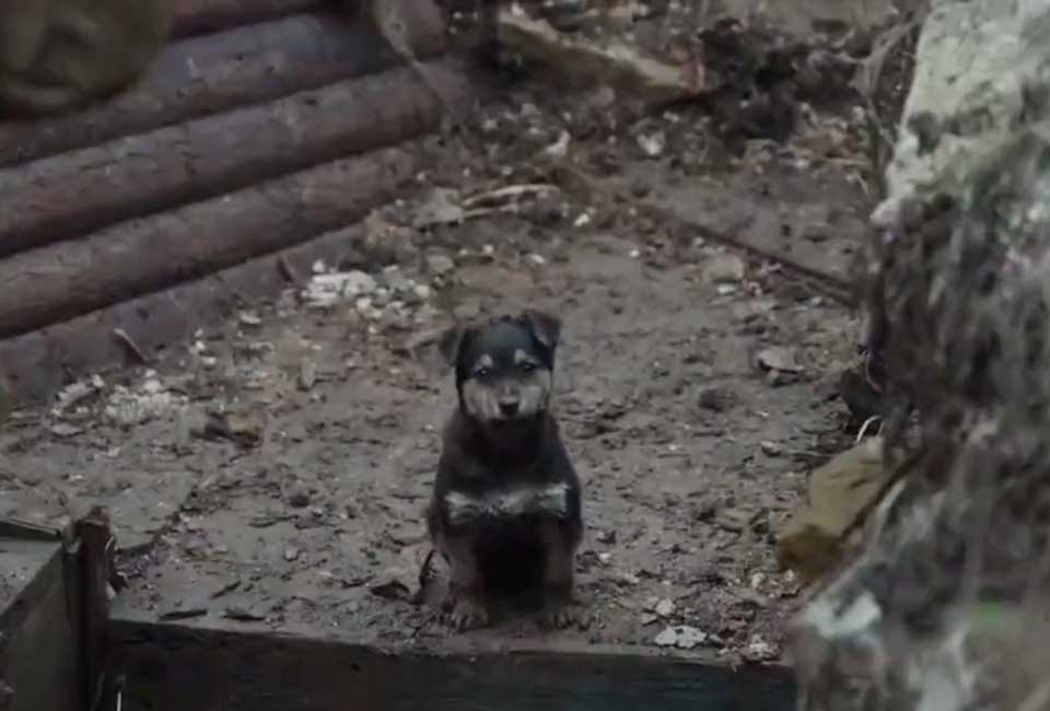 Ukrainian soldiers adopt a puppy
