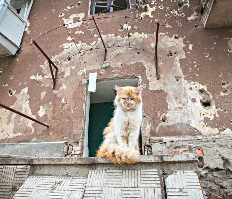 abandoned cat