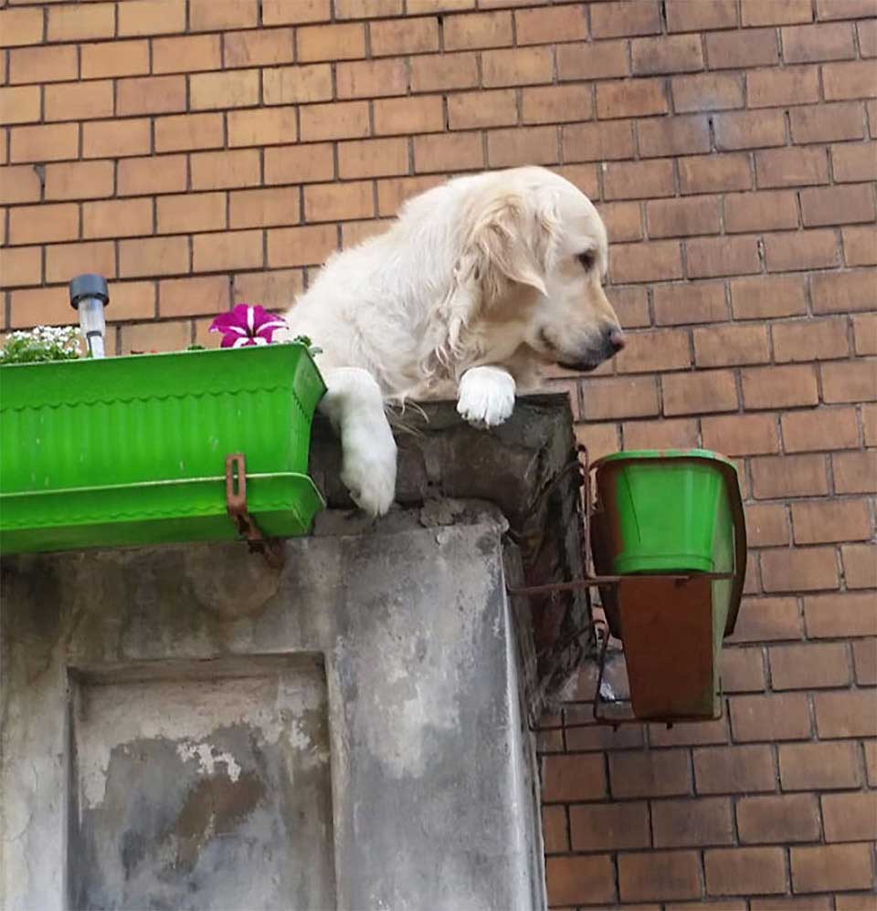 balcony dog