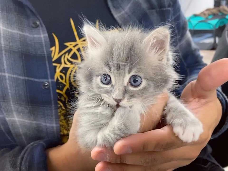 blue eyed kitten