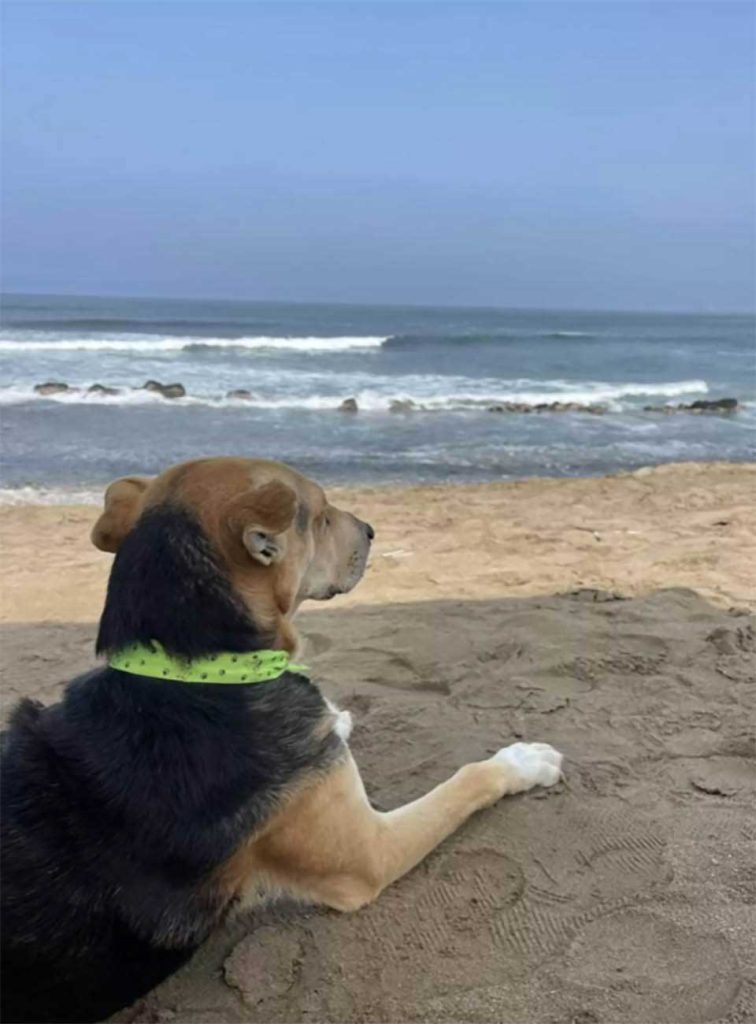 dog looking at the ocean