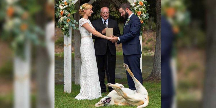 dog steals glances wedding of his parents