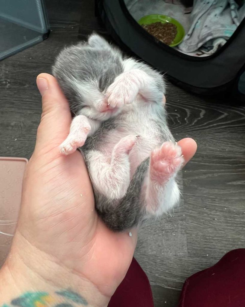 little kitten baby