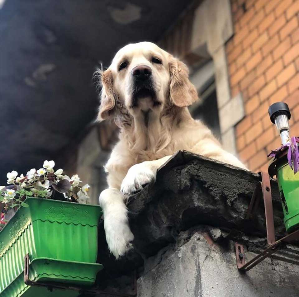 milka balcony dog