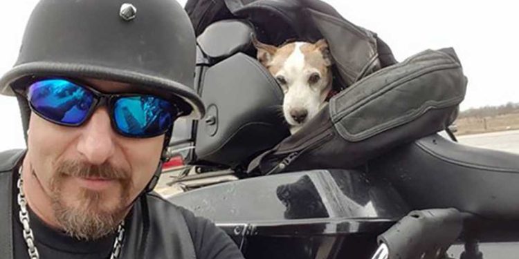 motorcyclist rescues a dog road