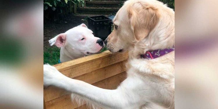 neighbor dogs are inseparable
