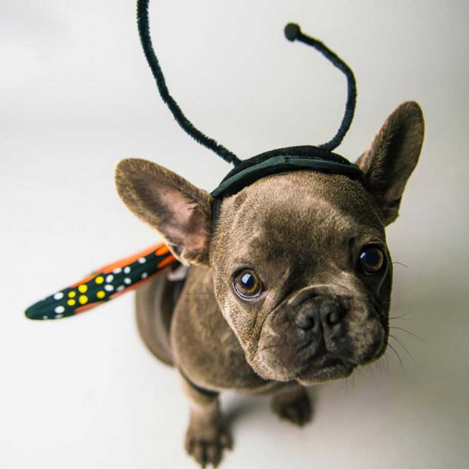 puppy with costume