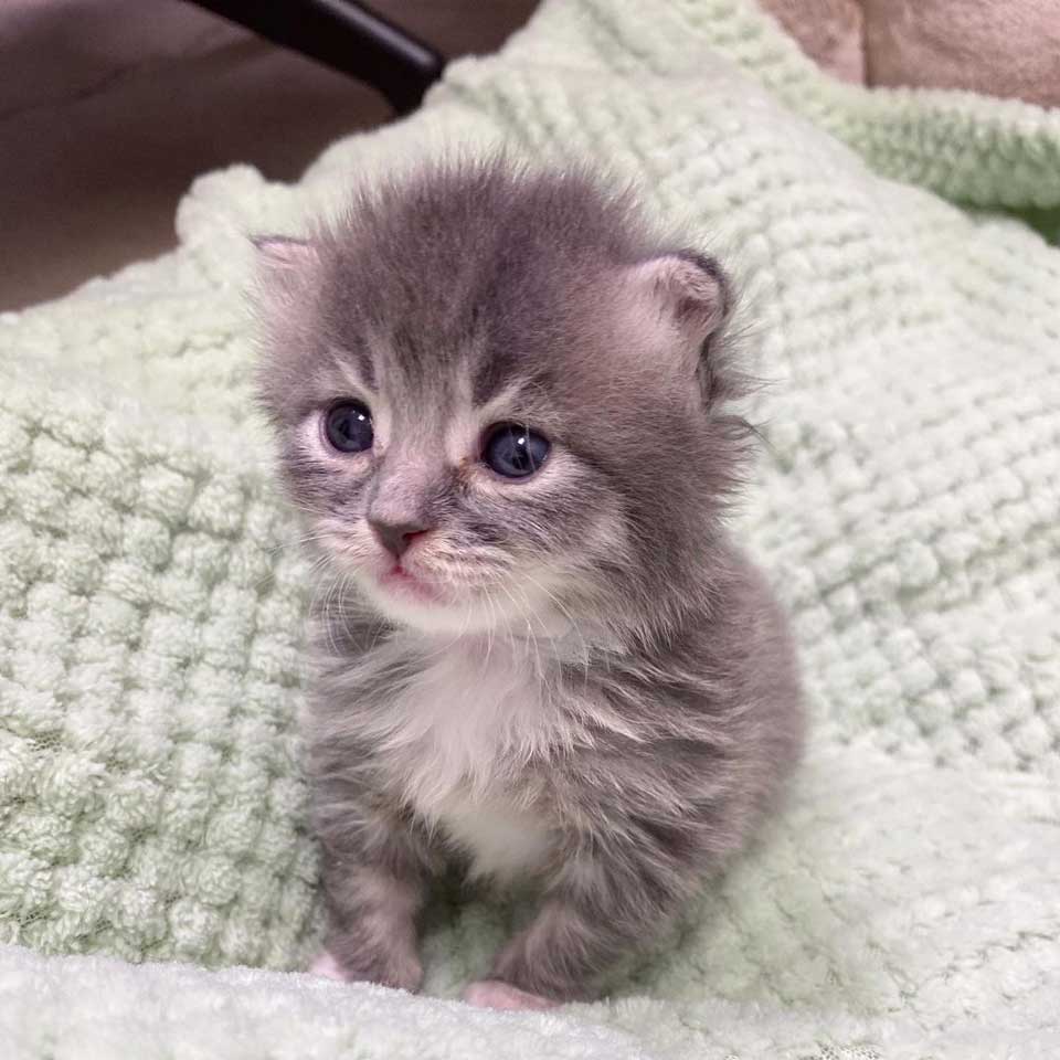 sweet kitten rescued
