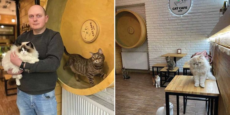 ukrainian cat cafe still open protect 20 resident cats