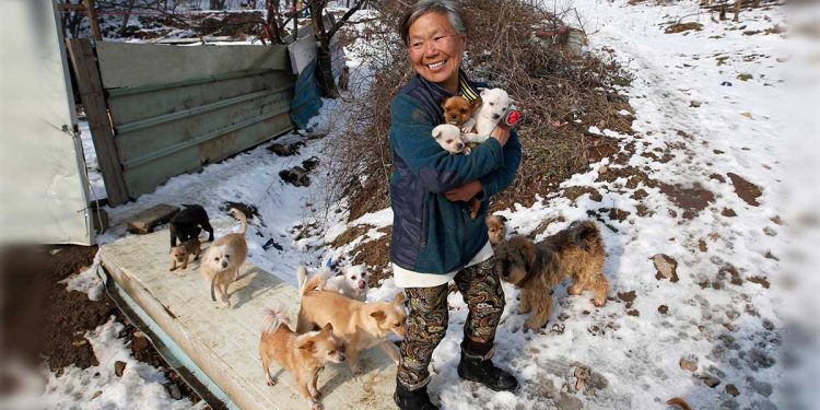 woman korean rescued dogs being killed