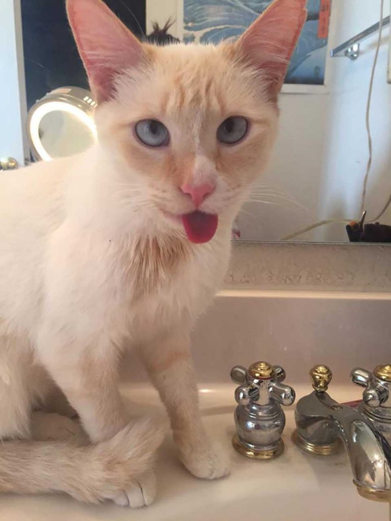 Cat shows her tongue
