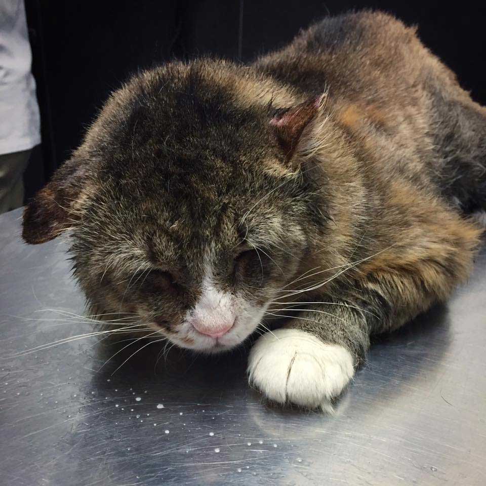 Cat that lived poorly cared for