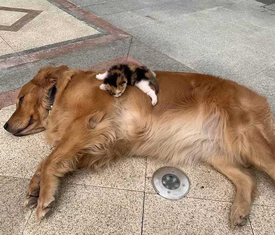 Foster father