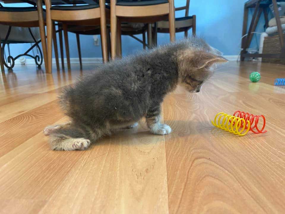 Kitten is determined to walk and lead a happy life