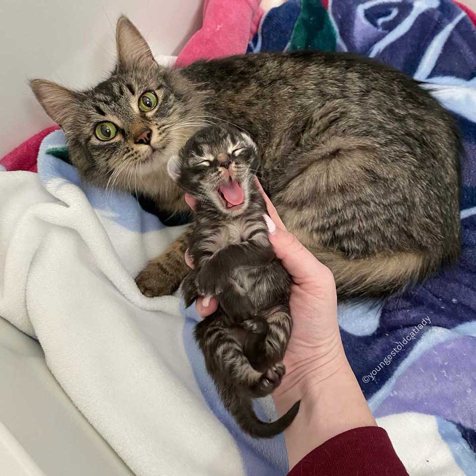 Mama cat and his only kitten