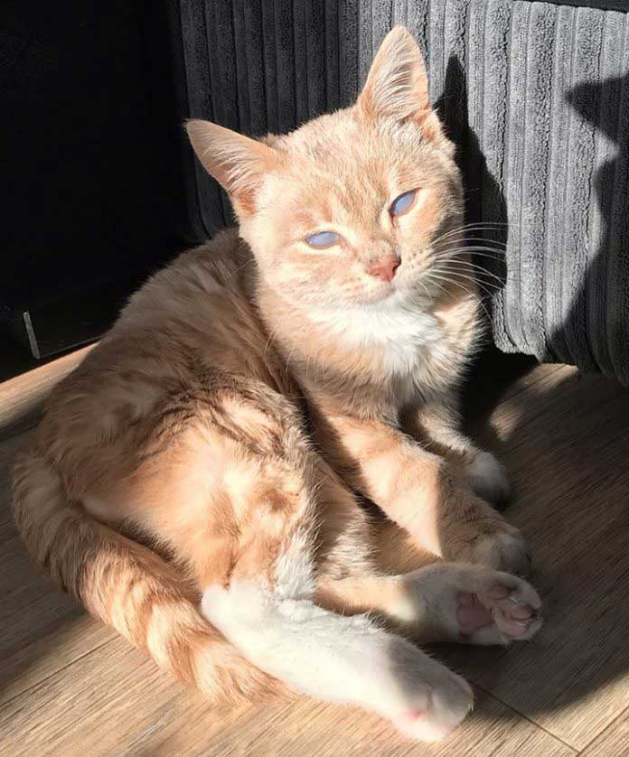 Munchie the kitty with dwarfism sunbathing