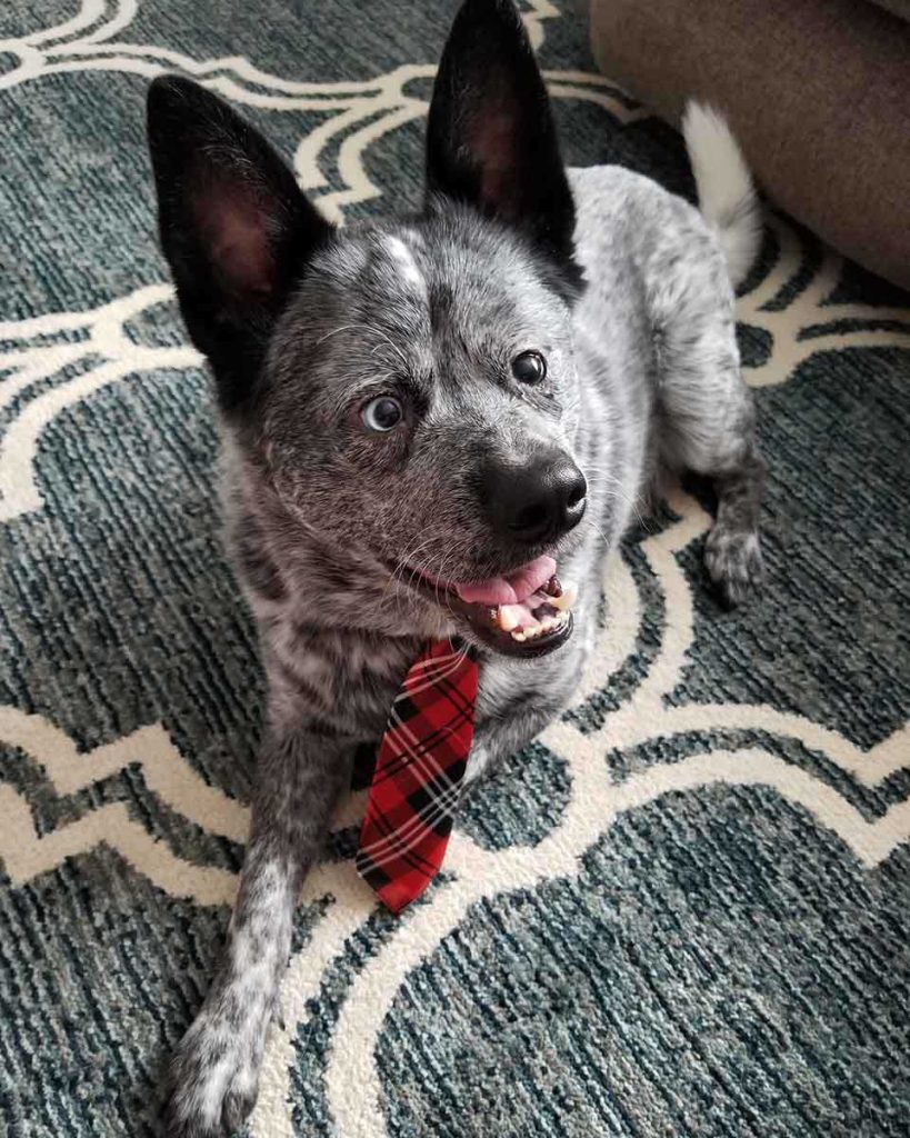 Puppy with red tie