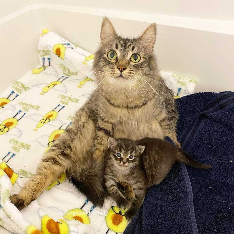 Tabby cat and her baby