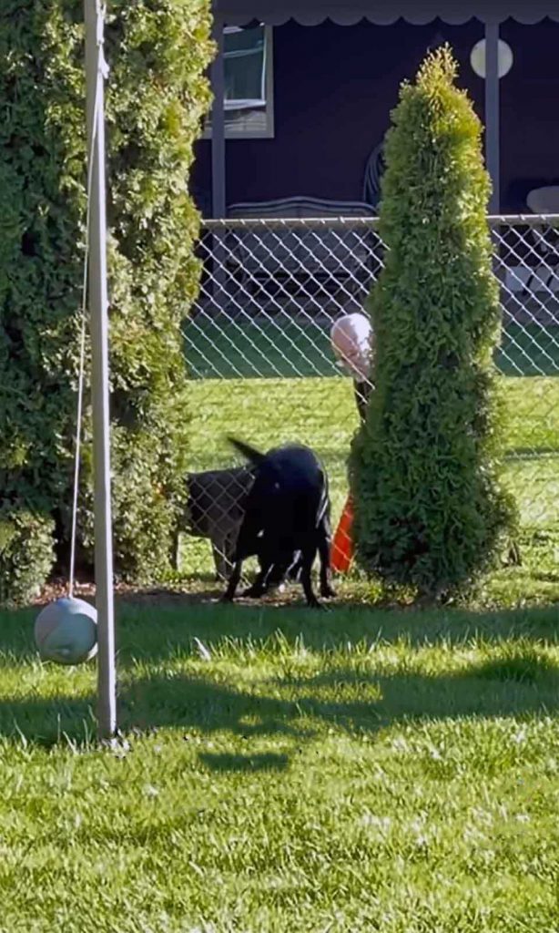 Woman discovers her neighbor playing with her dog