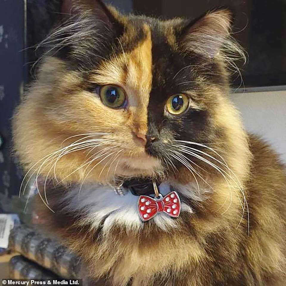 beautiful chimera cat