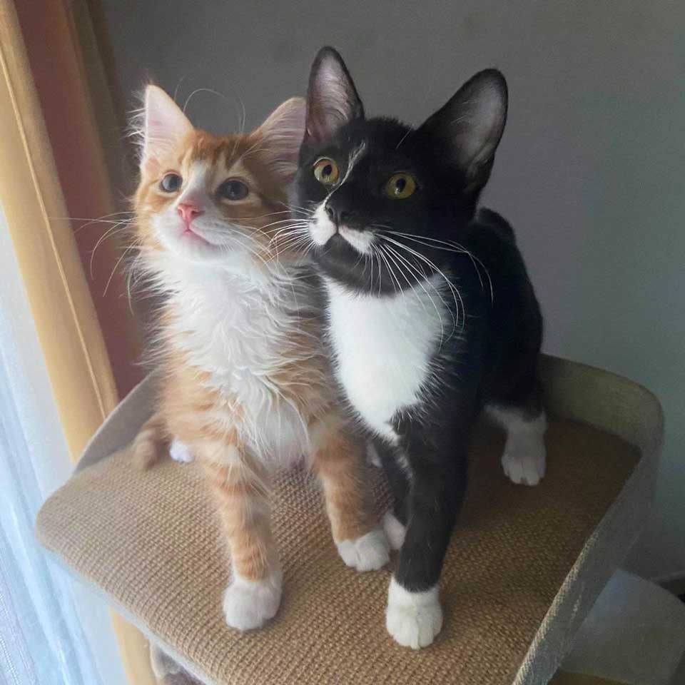 beautiful rescued cats