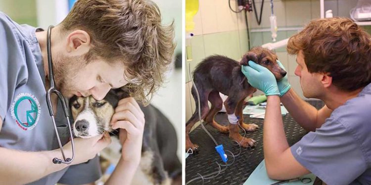 brave vet rescues animals ukraine safe place