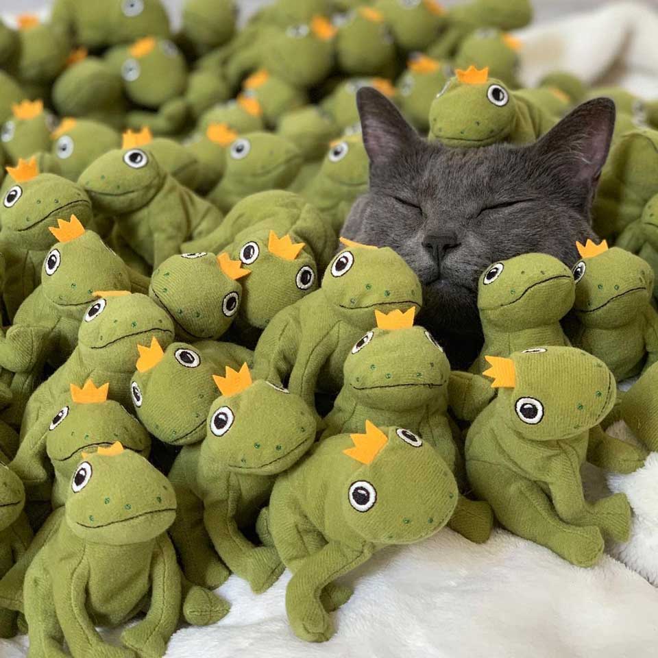 Cat and stuffed frogs