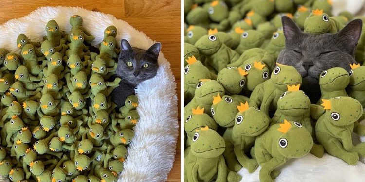 Cat is so obsessed with his frog toy that his family decides to buy them all