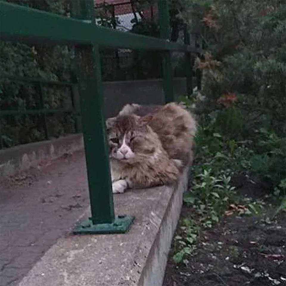 cat that lived on the street