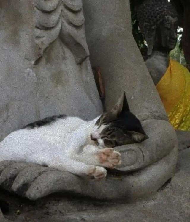 cats love Statues
