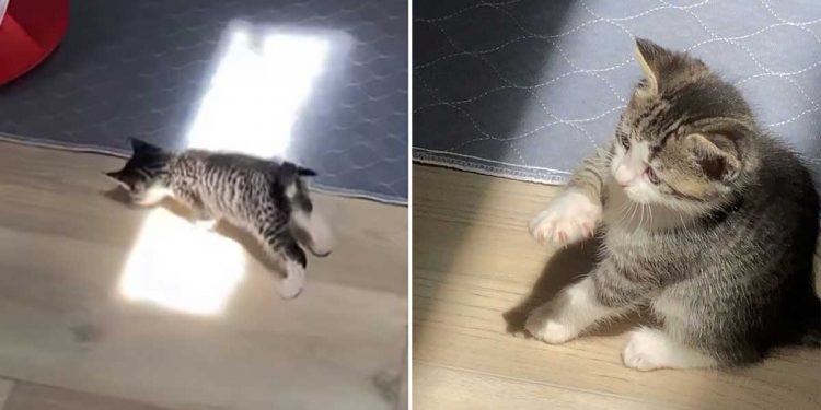 curious kitten surprised to discover the first sunbeam