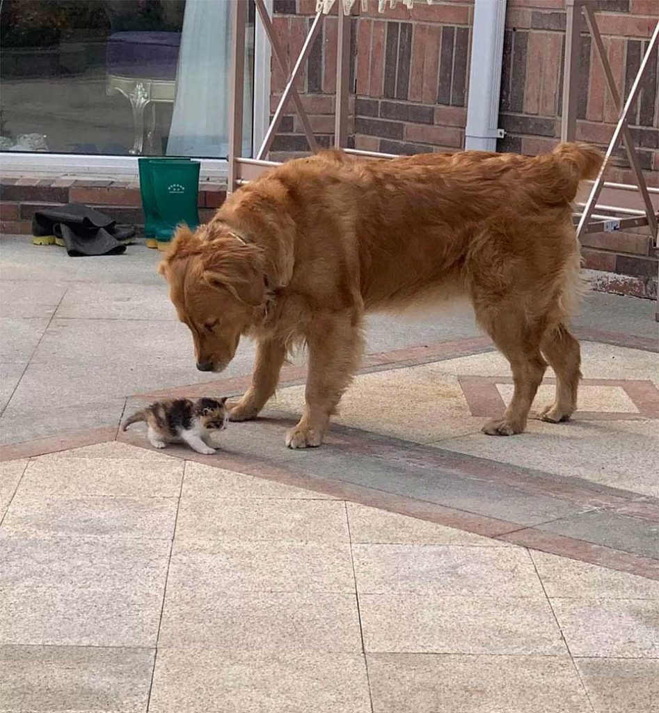 dog takes dad kitten