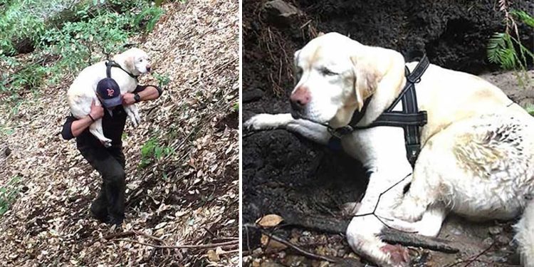 firefighter rescues lost blind dog forest week