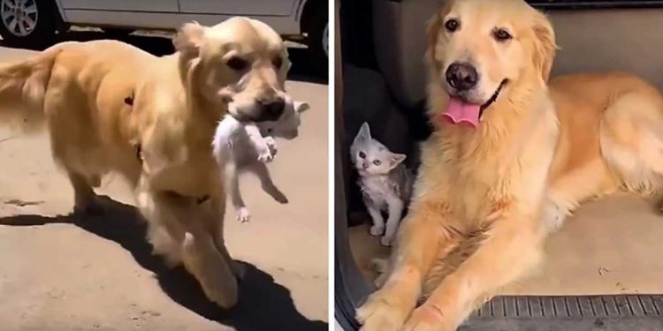 golden retriever Finds stray kitten takes home takes care