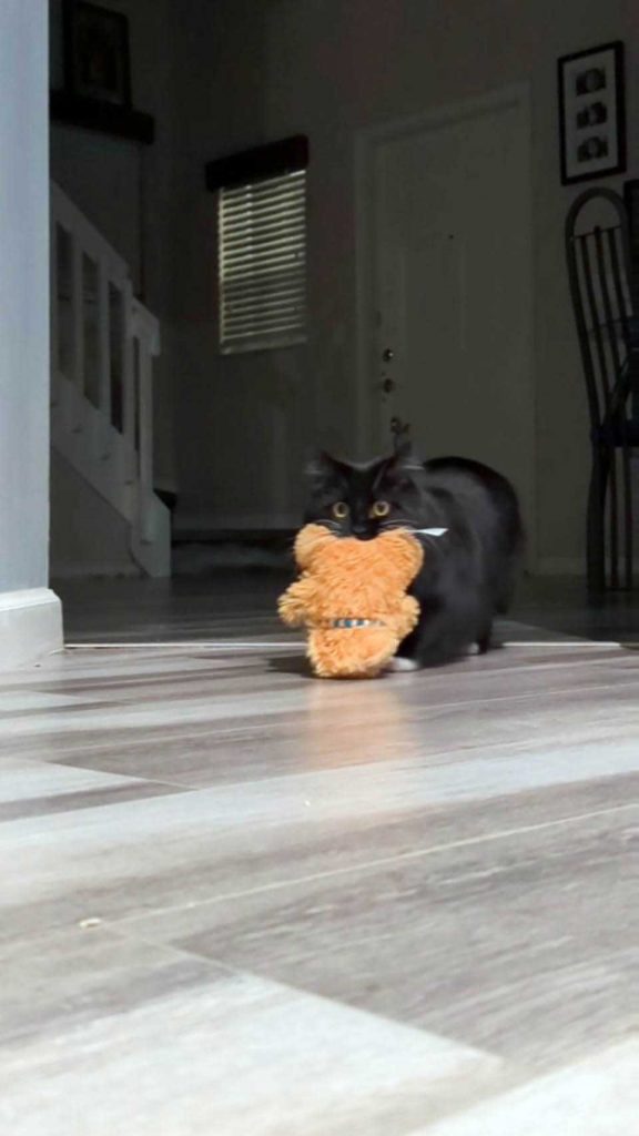 kitten stealing a toy