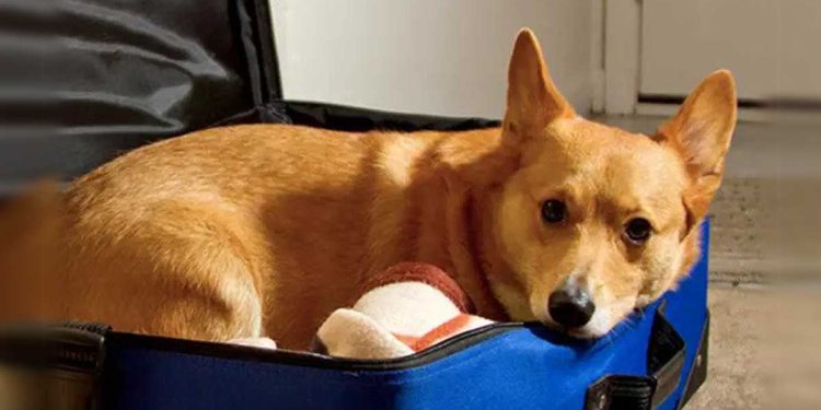 man hid dog suitcase dying wife give last hug