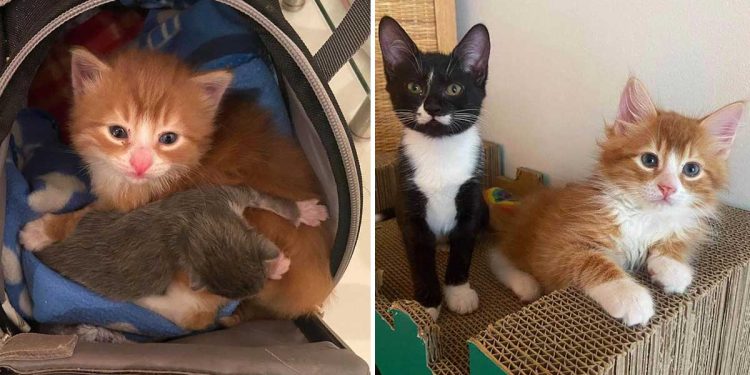 orange kitty found box help cats thrive