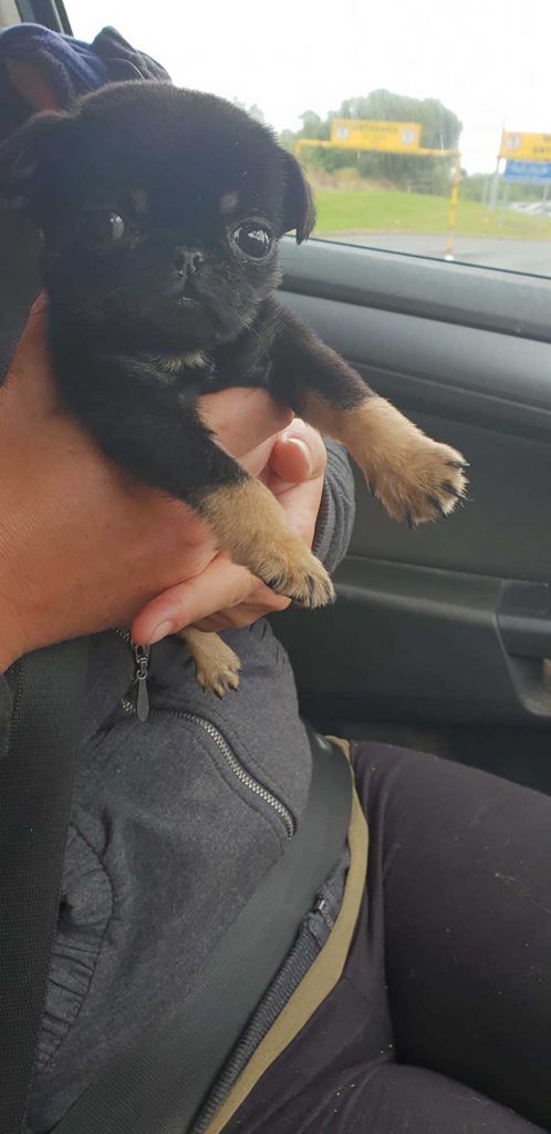 puppy in the car