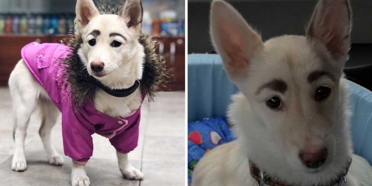 rescued dog eyebrows not been painted