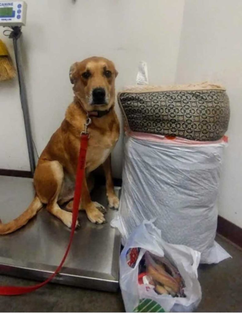 Abandoned dog with his belongings